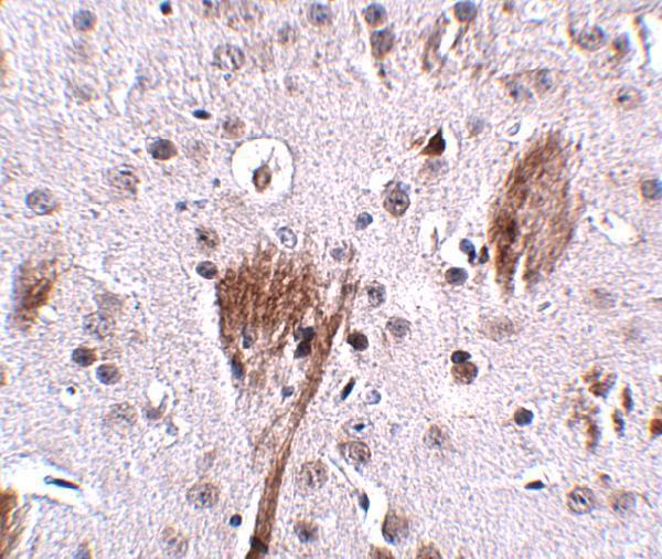 a03005 spg11 primary antibodies ihc testing 2