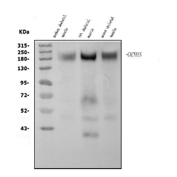 a03006 1 cacna1s primary antibodies wb testing 1