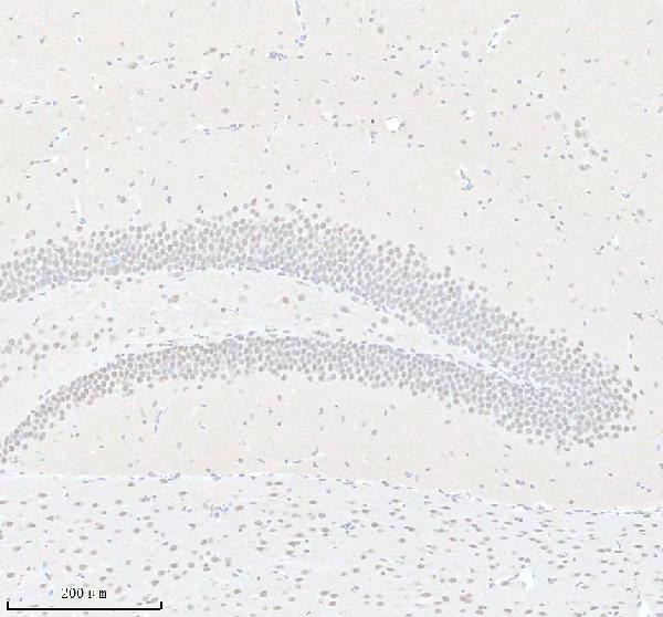 a03007 1 imp3 primary antibodies ihc testing 1