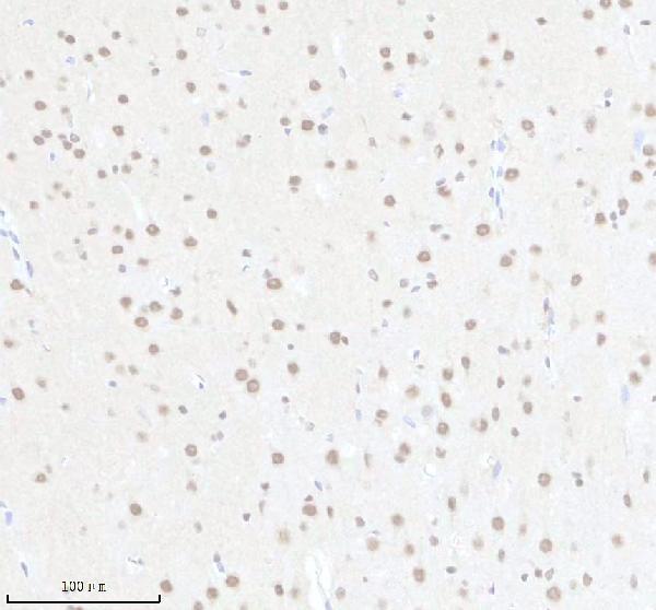 a03007 1 imp3 primary antibodies ihc testing 4
