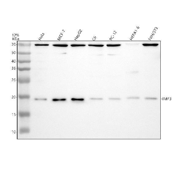 a03007 1 imp3 primary antibodies wb testing 1
