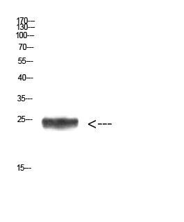 a03007 imp3 primary antibodies wb testing 2