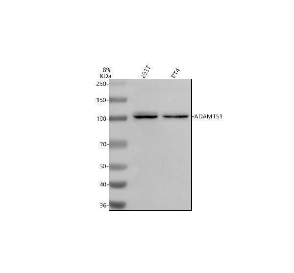  Western blot analysis of ADAMTS1 using anti-ADAMTS1 antibody (A03009-2)