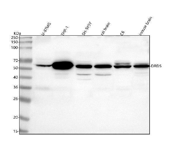  Western blot analysis of DRD5 using anti-DRD5 antibody (A03010-1)