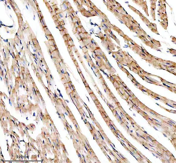  IHC analysis of YME1L1 using anti-YME1L1 antibody (A03012-1)
