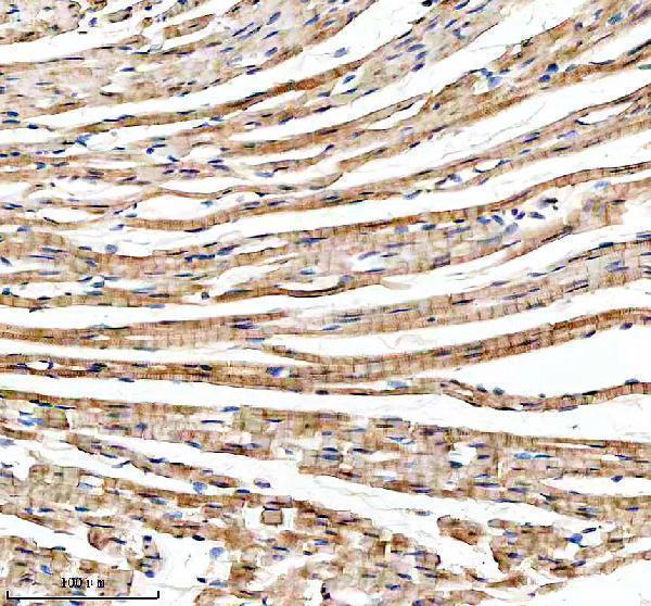  IHC analysis of YME1L1 using anti-YME1L1 antibody (A03012-1)