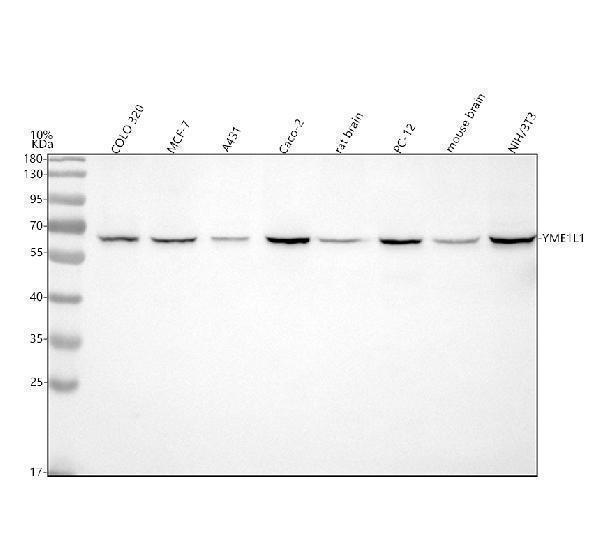  Western blot analysis of YME1L1 using anti-YME1L1 antibody (A03012-1)