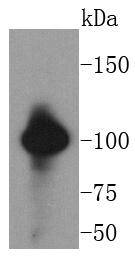 a03014 1 vav2 primary antiboties wb testing 1
