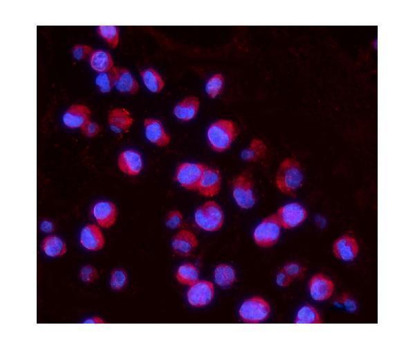 a03016 1 il15ra primary antibodies if testing 4