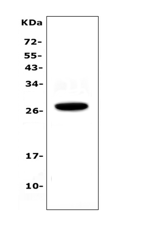 a03016 1 il15ra primary antibodies wb testing 1