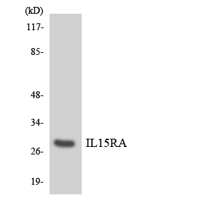 Western blot analysis of the lysates from HeLa cells using IL15RA antibody