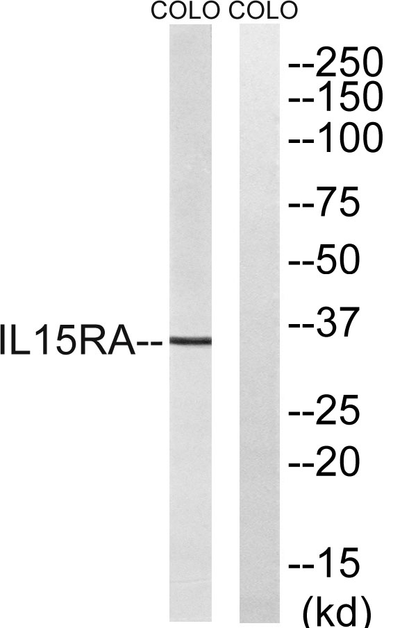 Western blot analysis of lysates from COLO cells, using IL15RA Antibody