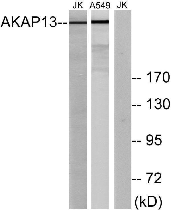 a03017 akap13 primary antibodies wb testing 2