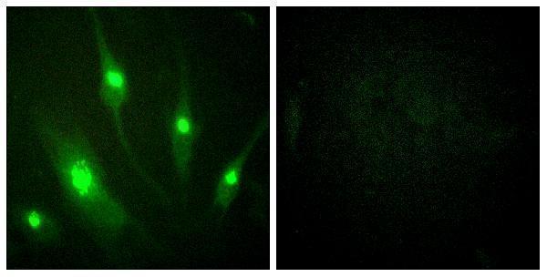 a03018 racgap1 primary antibodies if testing 1