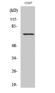 Western Blot analysis of various cells using Rac GAP1 Polyclonal Antibody
