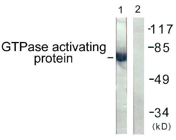 Western blot analysis of lysates from COS7 cells, using GTPase Activating Protein Antibody