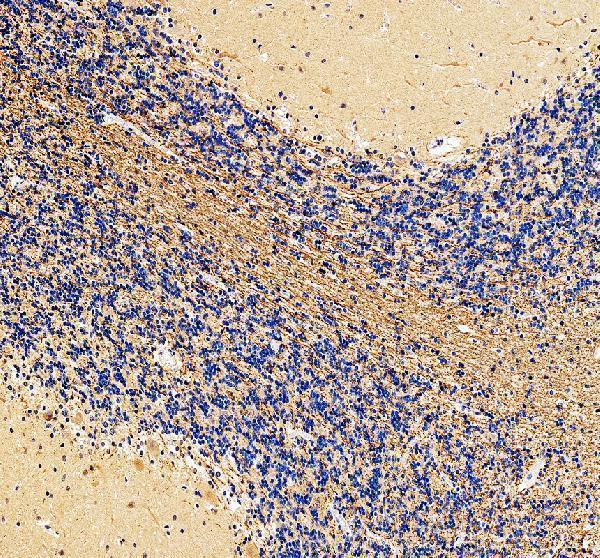 a03019 mag primary antibodies ihc testing 3