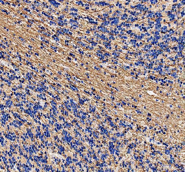 a03019 mag primary antibodies ihc testing 4