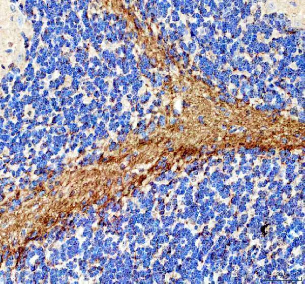 a03019 mag primary antibodies ihc testing 5