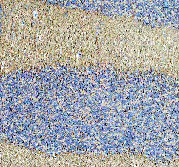 a03019 mag primary antibodies ihc testing 6