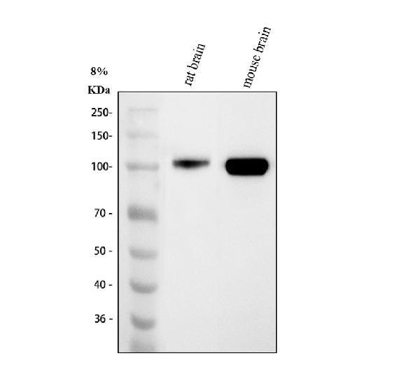 Western blot analysis of MAG using anti-MAG antibody (A03019)