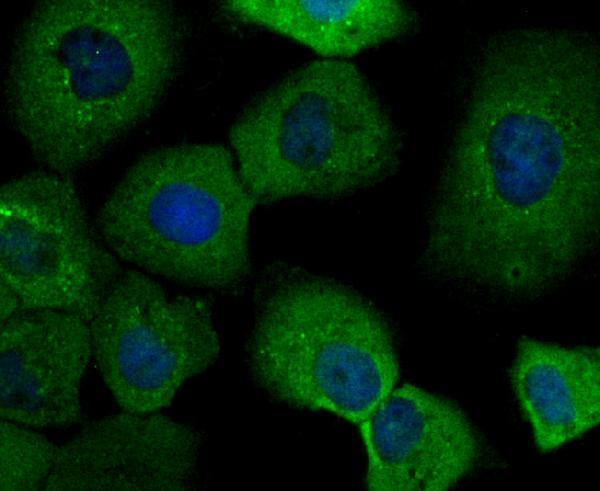 ICC staining IMPDH2 in A431 cells (green)