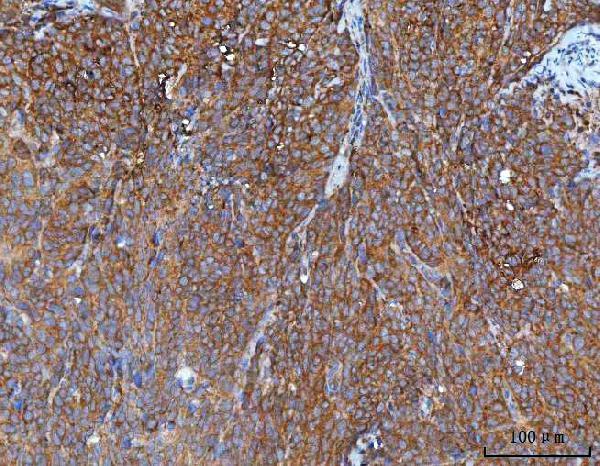 a03021 2 impdh2 primary antibodies ihc testing 4