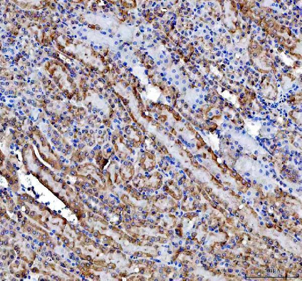 a03021 2 impdh2 primary antibodies ihc testing 6