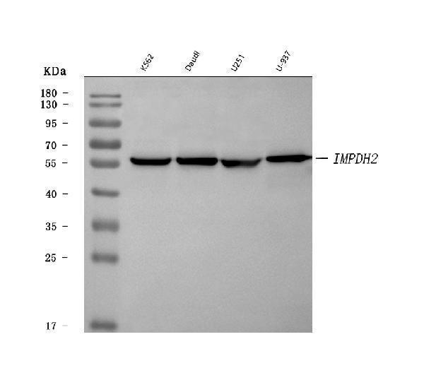  Western blot analysis of IMPDH2 using anti-IMPDH2 antibody (A03021-2)
