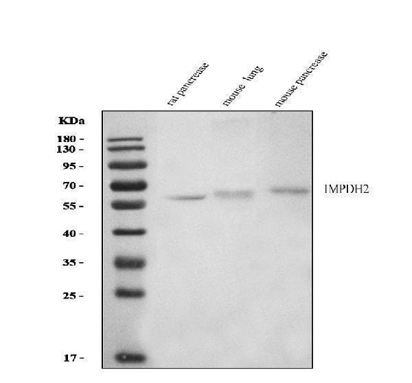 Western blot analysis of IMPDH2 using anti-IMPDH2 antibody (A03021-2)