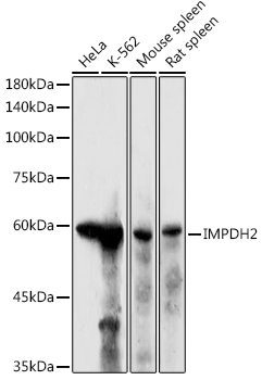 Western blot analysis of extracts of various cell lines, using IMPDH2  antibody  at 1:500 dilution
