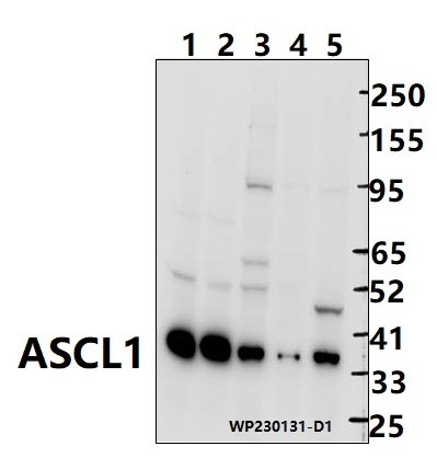 a03023 1 ascl1 primary antiboties wb testing 1