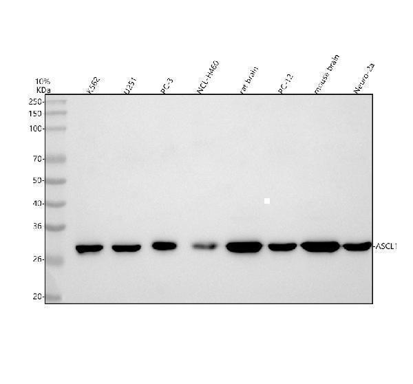 a03023 2 ascl1 primary antibodies wb testing 1