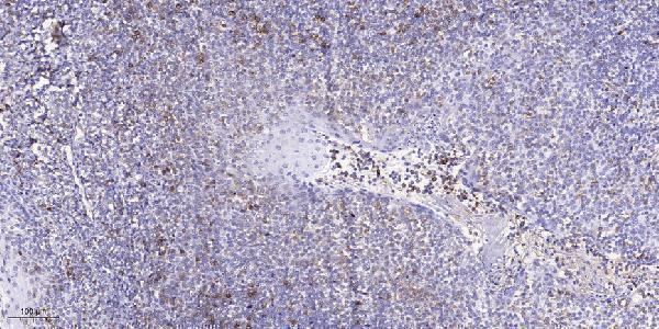 Immunohistochemical analysis of paraffin-embedded human tonsil
