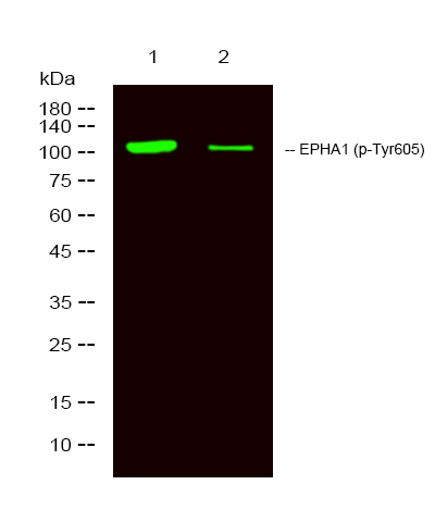 Western Blot analysis of 1 Hela treated with LPS, 2 Hela, using primary antibody at 1:1000 dilution