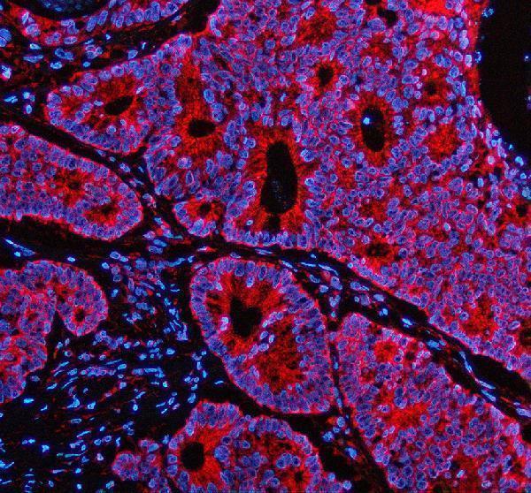 a03025 1 pex1 primary antibodies if testing 1