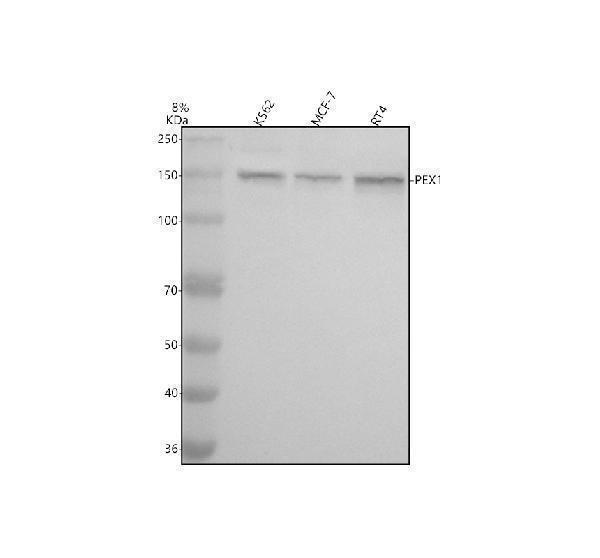 Western blot analysis of PEX1 using anti-PEX1 antibody (A03025-1)