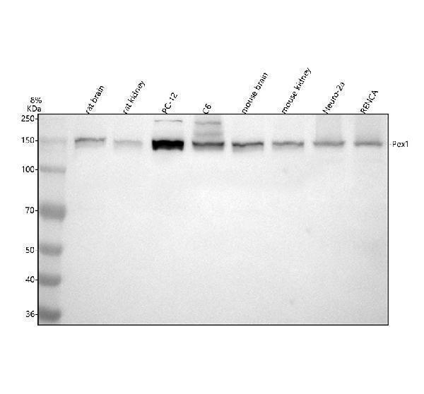 Western blot analysis of PEX1 using anti-PEX1 antibody (A03025-2)