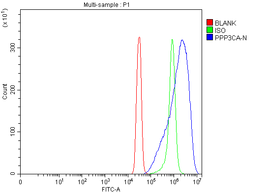  Flow Cytometry analysis of SiHa cells using anti-PPP3CA antibody (A03026-3)