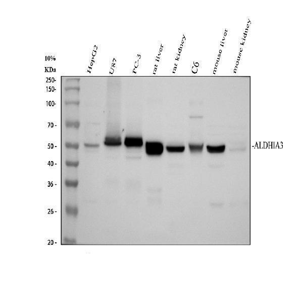 Western blot analysis of ALDH1A3 using anti-ALDH1A3 antibody (A03030)