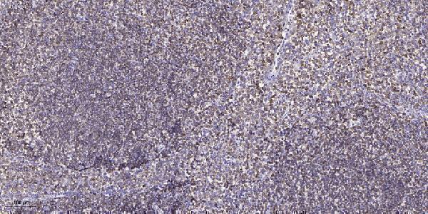 Immunohistochemical analysis of paraffin-embedded human tonsil