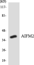Western blot analysis of the lysates from HT-29 cells using AIFM2 antibody