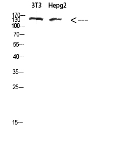a03031 col17a1 primary antibodies wb testing 2