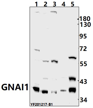 a03034 gnai1 primary antiboties wb testing 1