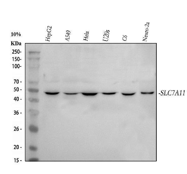  Western blot analysis of xCT/SLC7A11 using anti-xCT/SLC7A11 antibody (A03036-2)