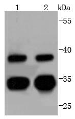 Western blot analysis of Cdc34 on different lysates using anti-Cdc34 antibody at 1/1,000 dilution