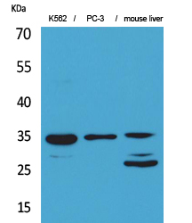 a03038 2 cdc34 primary antibodies wb testing 2