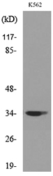 a03038 2 cdc34 primary antibodies wb testing 3
