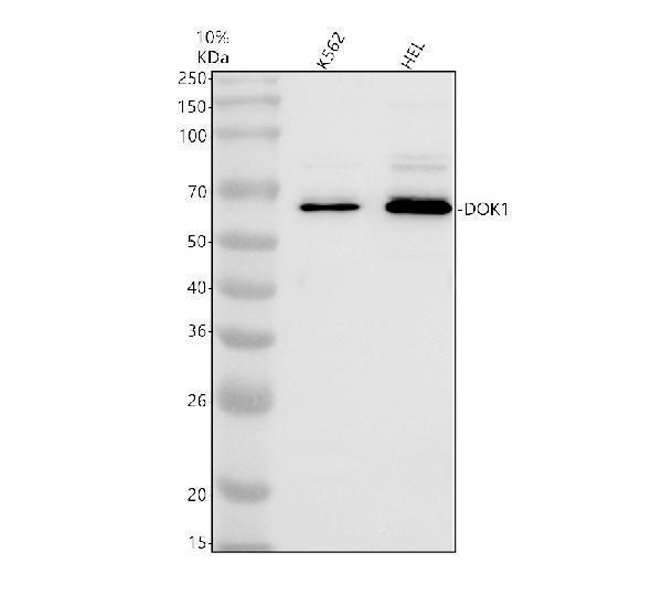 a03039 3 dok1 primary antibodies wb testing 1