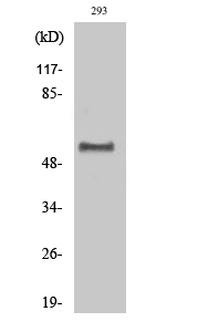 a03039y362 1 dok1 primary antibodies wb testing 2